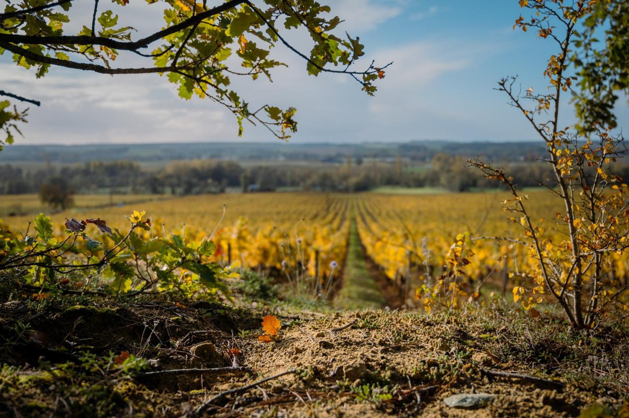 Domaine Beausejour Bed & Breakfast Panzoult Bagian luar foto
